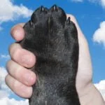 Como ajudar os animais