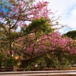 Paineiras: a beleza nas nossas ruas