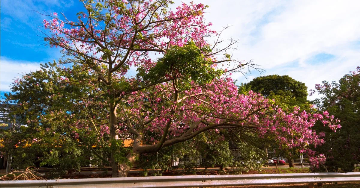 Paineiras: a beleza nas nossas ruas - Aquele Mato