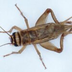 Infestação de grilo em Campo Grande?