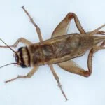 Infestação de grilo em Campo Grande?