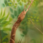 Cobra-caiçara – a rainha do Cerrado