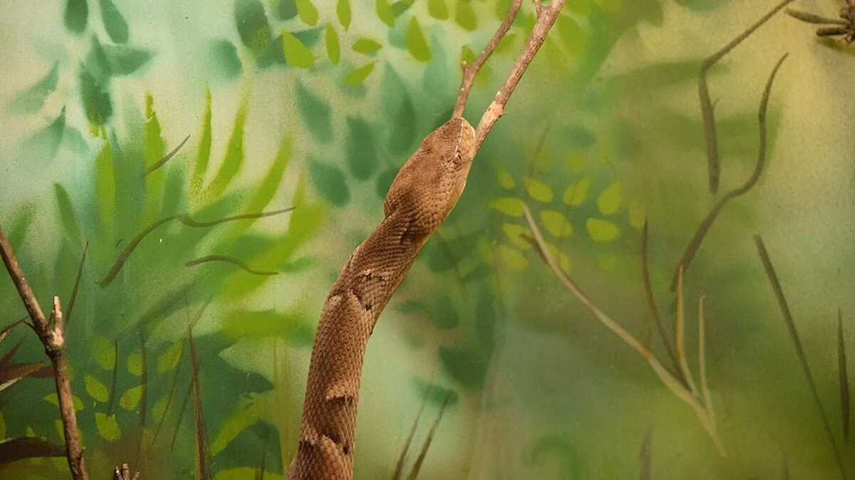 Cobra-caiçara - a rainha do Cerrado - Aquele Mato