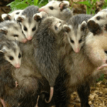 Mães e filhotes do Pantanal