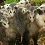 Mães e filhotes do Pantanal