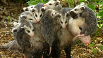 mães e filhotes