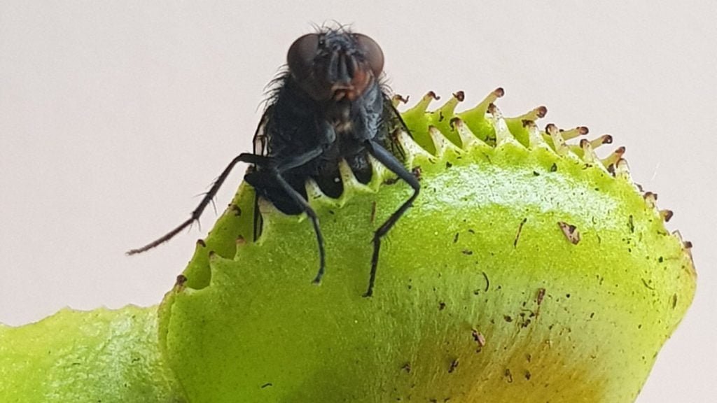 Temos plantas carnívoras no Pantanal?