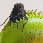 Temos plantas carnívoras no Pantanal?