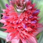 Ananás: o abacaxi-do-cerrado e seus benefícios