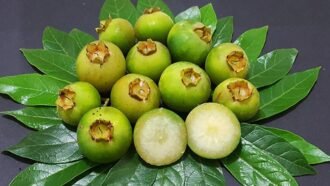 Guavira, símbolo de Mato Grosso do Sul