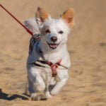 Como viajar com cachorro