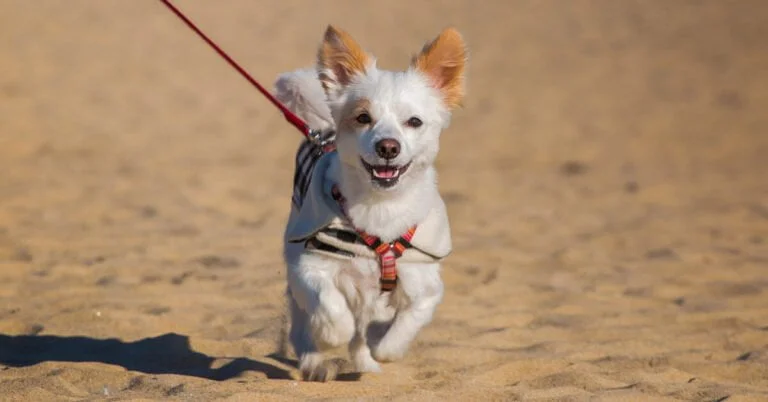 Como viajar com cachorro