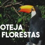 Proteja as Florestas