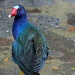 Frango D`água Azul, ave do Brasil