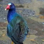 Frango D`água Azul, ave do Brasil