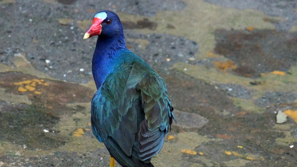 Frango D`água Azul, ave do Brasil - Aquele Mato