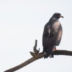Animais que encontramos em safári no Pantanal