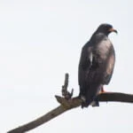 Safari no Pantanal: os animais que encontramos em Miranda e tudo que você precisa saber para viver essa experiência