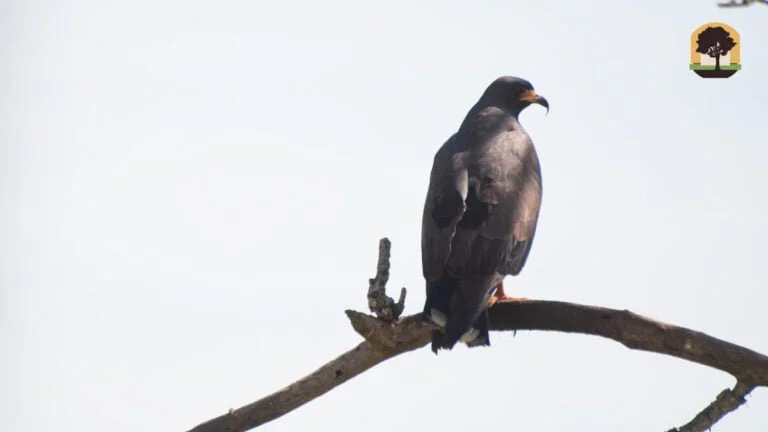 Animais que encontramos em safári no Pantanal