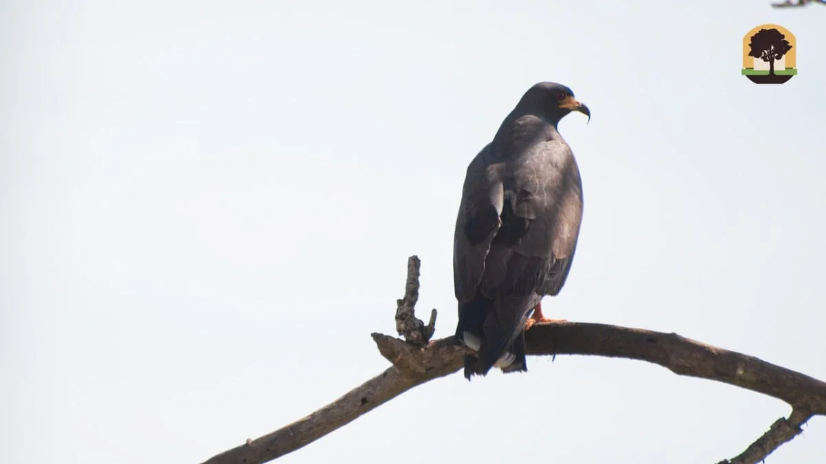 Safari no Pantanal: os animais que encontramos em Miranda e tudo que você precisa saber para viver essa experiência