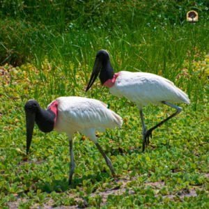 Igrejas mais antigas de Campo Grande - Aquele Mato