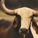 O que é boi marruá?