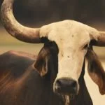 O que é boi marruá?