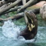 Ariranha: tudo sobre a maior lontra do mundo (e onde vê-la no Pantanal)