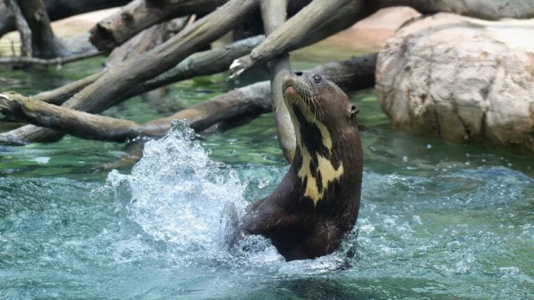 Lontra-gigante, ariranha é a maior lontra do mundo