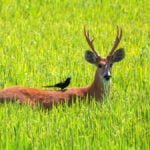 Uma volta onde vive o Cervo-do-Pantanal