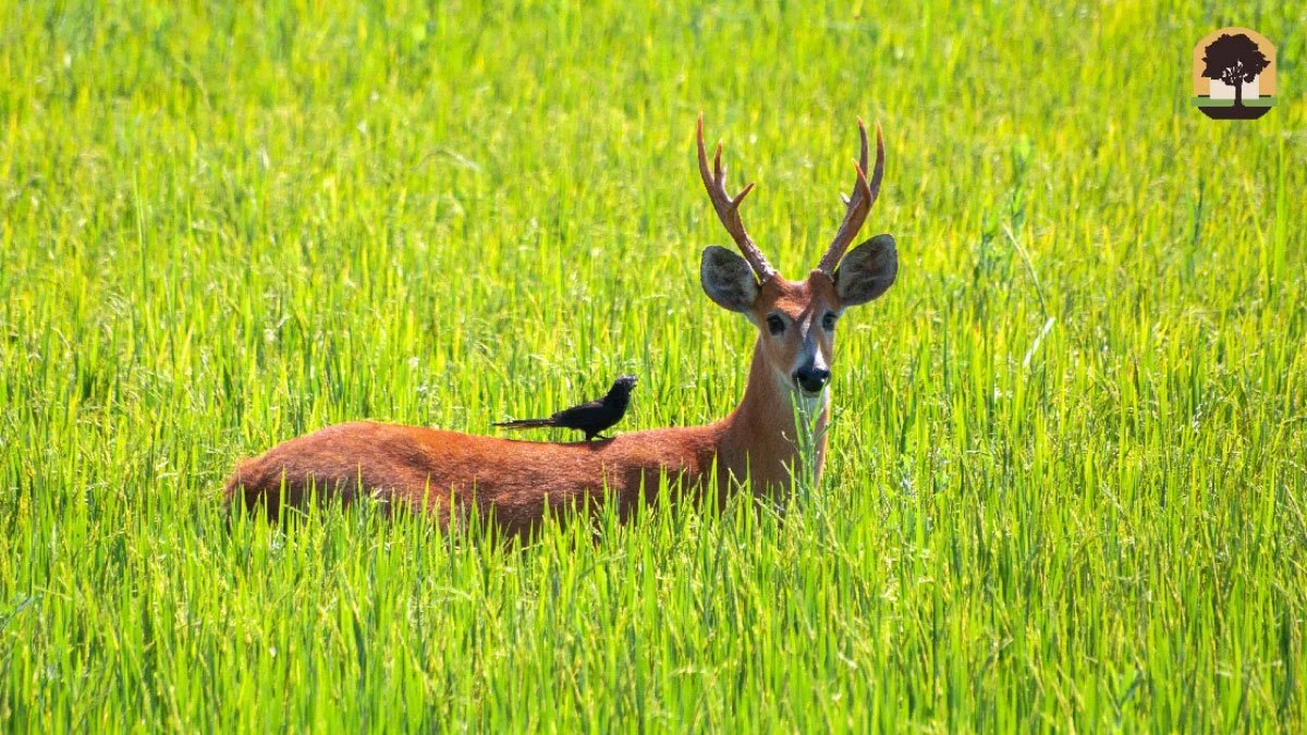 Uma volta onde vive o Cervo-do-Pantanal - Aquele Mato