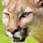 Sussuarana, a onça-parda que encontramos