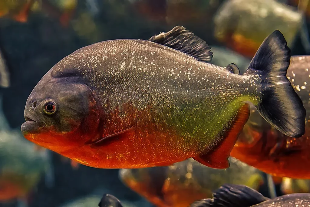 Tem peixe piranha no Pantanal? - Aquele Mato