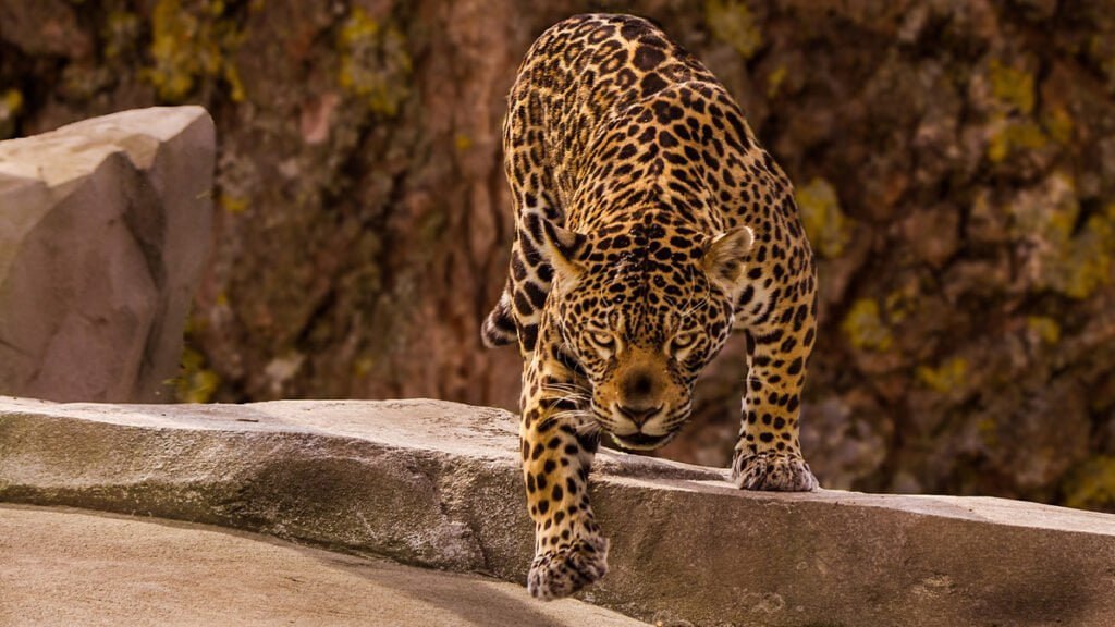 Onça-pintada que apareceu em filmes