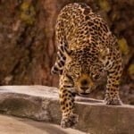 Onça-pintada que apareceu em filmes