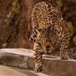 A jornada de paciência e educação da Mãe Onça-Pintada