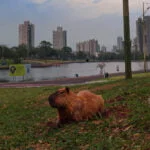 De graça e no meio do mato: ‘Um Dia no Parque’ traz trilhas, caiaque e luau para MS neste fim de semana