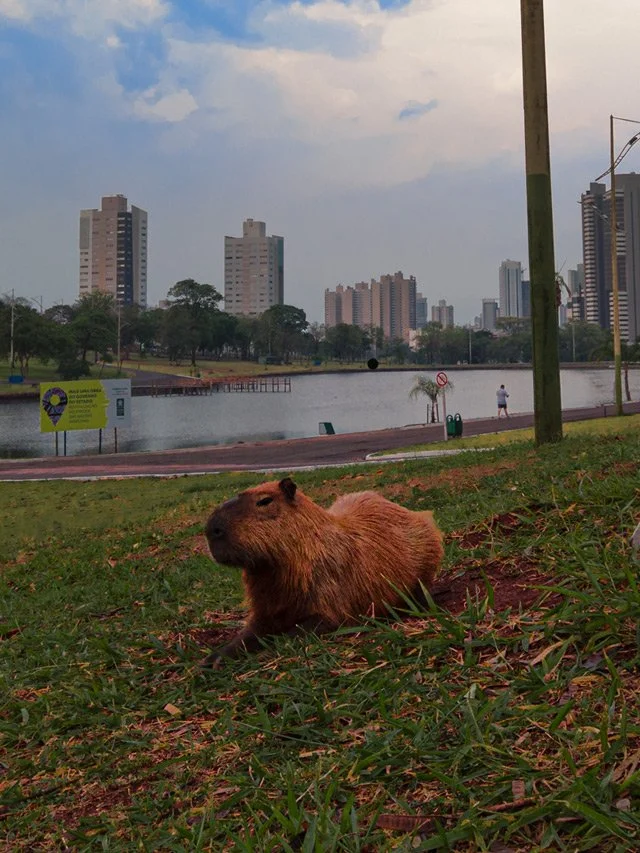 De graça e no meio do mato: ‘Um Dia no Parque’ traz trilhas, caiaque e luau para MS neste fim de semana