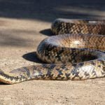 Surucucu-do-Pantanal, a cobra mais temida