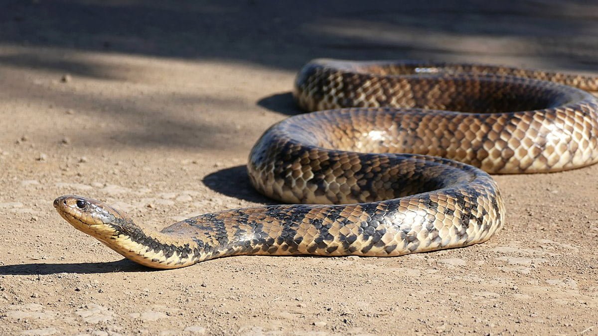 Surucucu-do-Pantanal, a cobra mais temida
