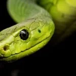 O que fazer ao encontrar uma cobra na trilha?