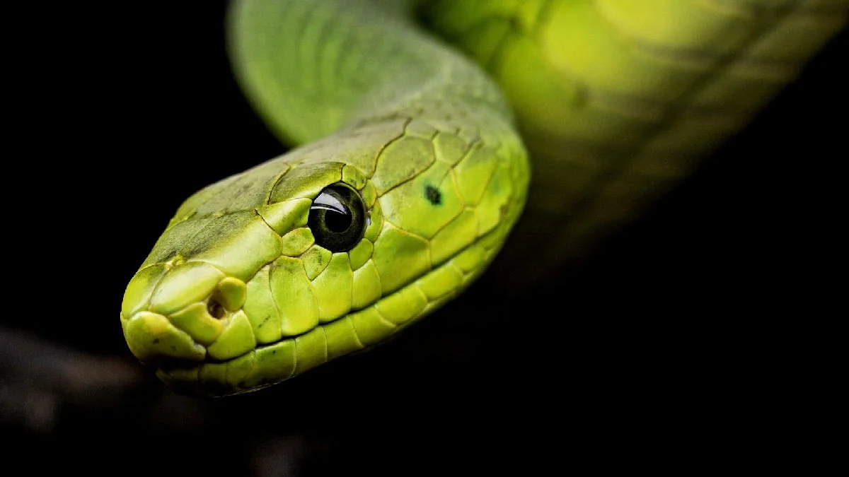 O que fazer ao encontrar uma cobra na trilha? - Aquele Mato