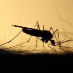 6 repelentes naturais: plantas antimosquito para ter em casa