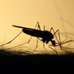 6 repelentes naturais: plantas antimosquito para ter em casa