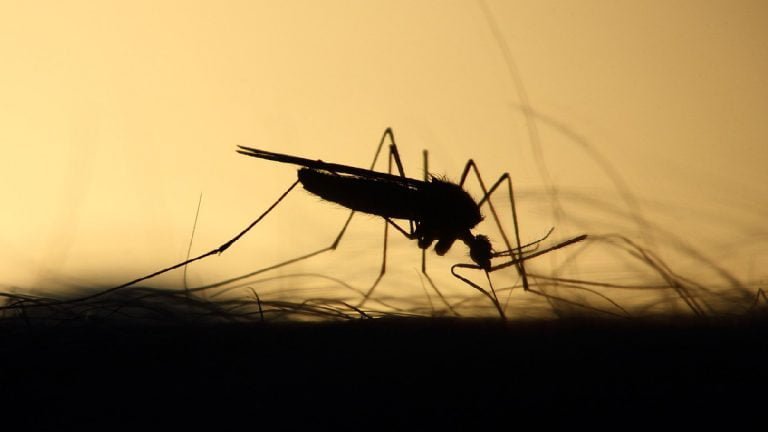 6 repelentes naturais: plantas antimosquito para ter em casa