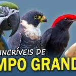 As AVES URBANAS de CAMPO GRANDE/MS
