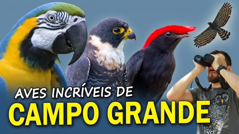 As AVES URBANAS de CAMPO GRANDE/MS