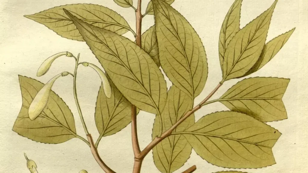 Árvore cabreúva tem benefícios para todos?