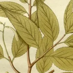 Árvore cabreúva tem benefícios para todos?