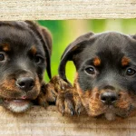 10 formas de salvar animais